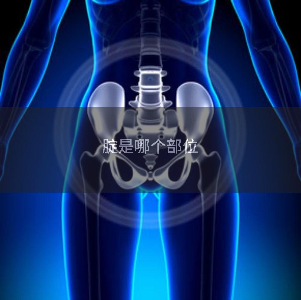 腚是哪个部位