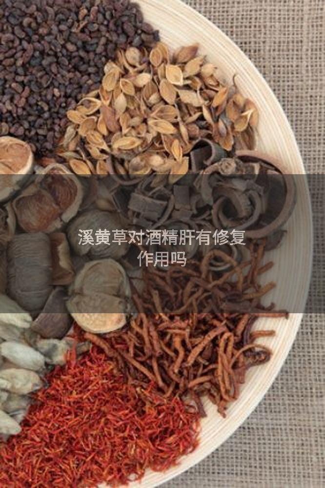 溪黄草对酒精肝有修复作用吗