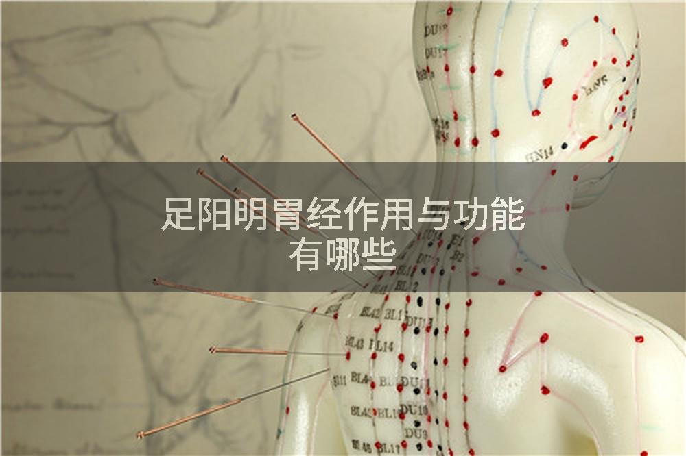 足阳明胃经作用与功能有哪些