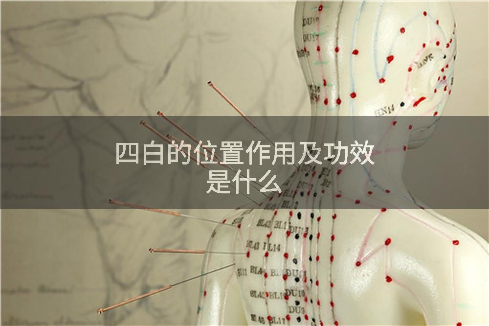 四白的位置作用及功效是什么