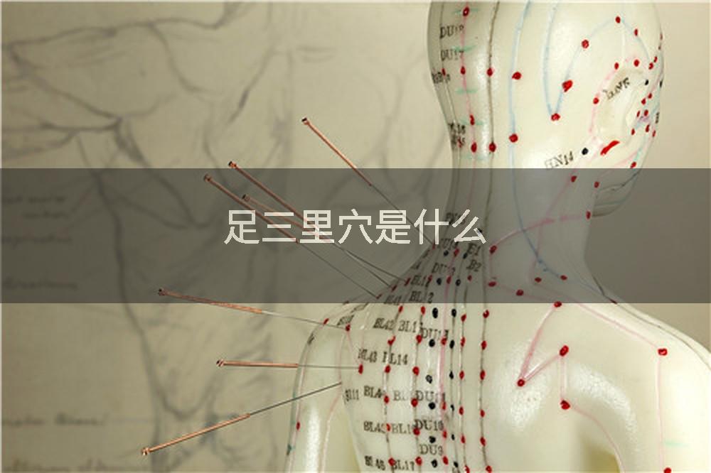 足三里穴是什么