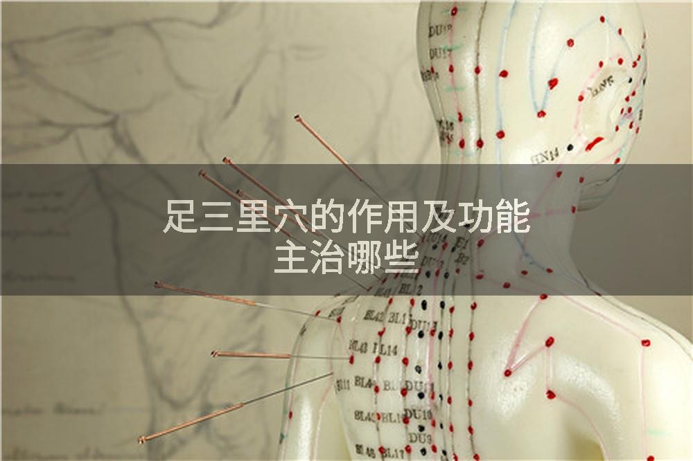 足三里穴的作用及功能主治哪些