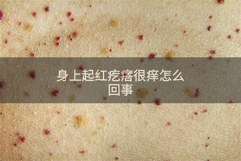身上起红疙瘩很痒怎么回事