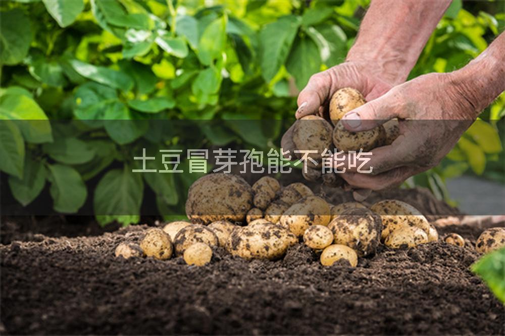 土豆冒芽孢能不能吃