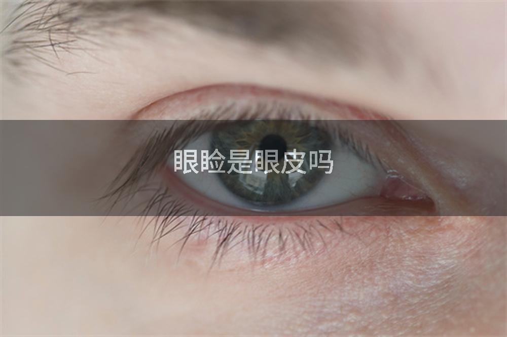眼睑是眼皮吗