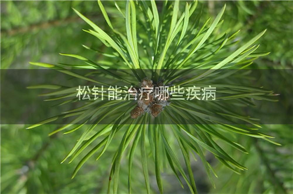 松针能治疗哪些疾病