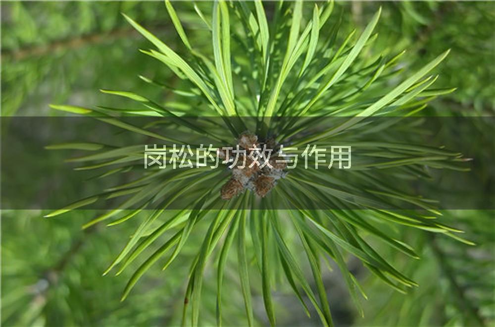 岗松的功效与作用