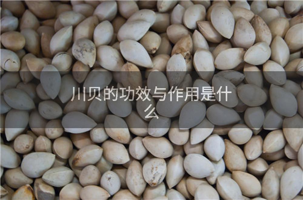 川贝的功效与作用是什么