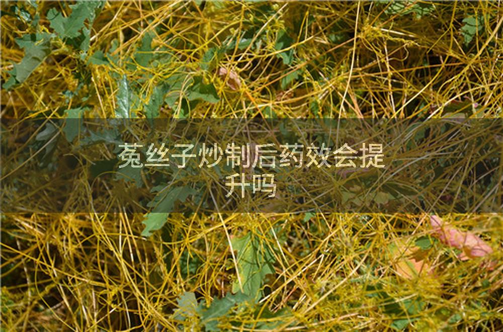 菟丝子炒制后药效会提升吗