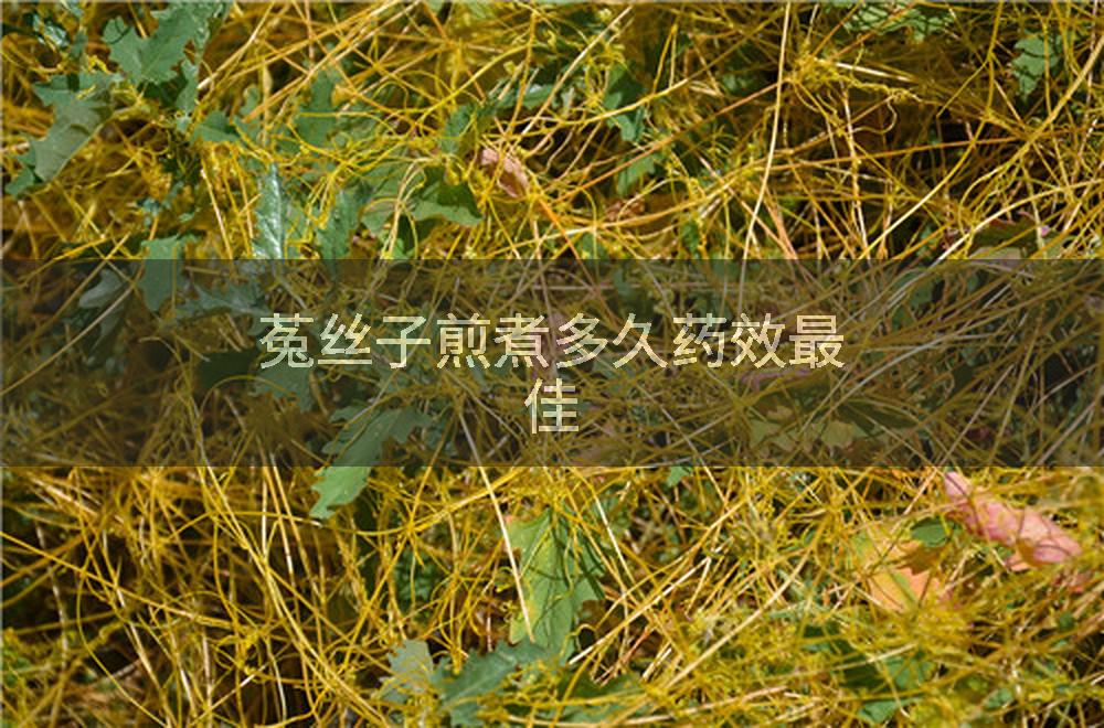 菟丝子煎煮多久药效最佳