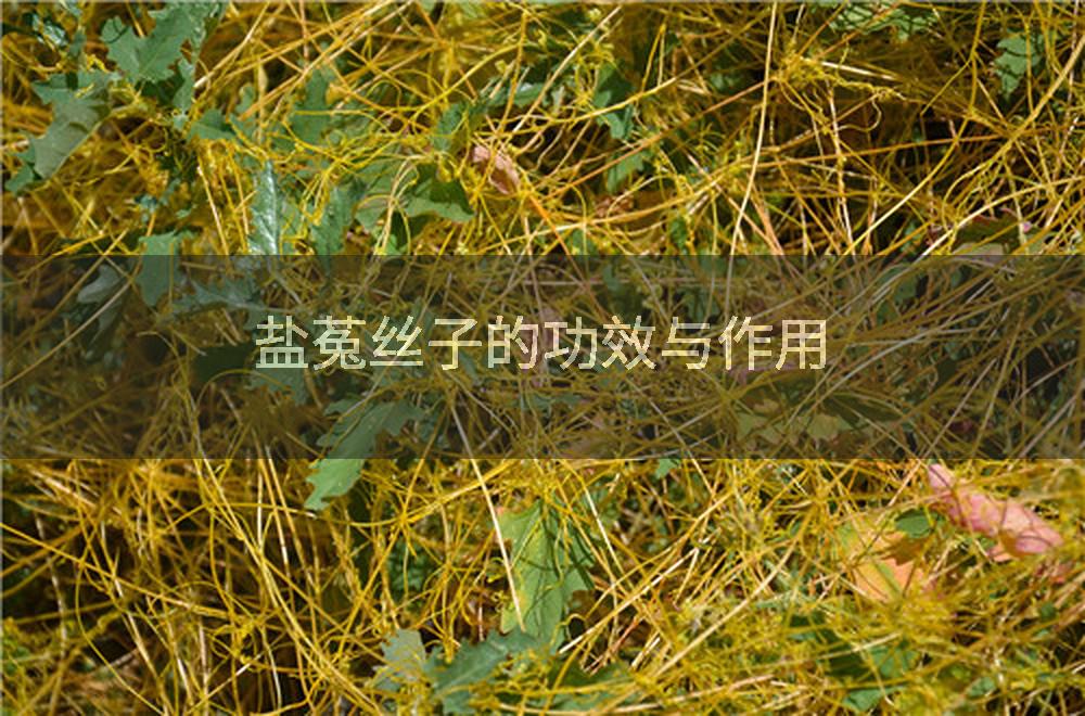 盐菟丝子的功效与作用