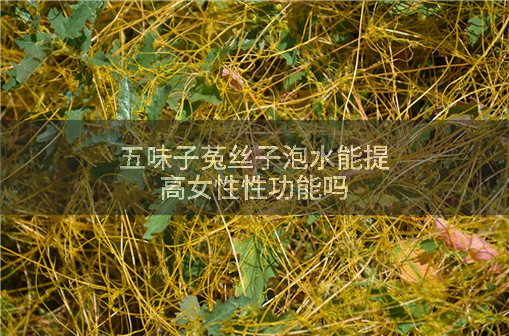 五味子菟丝子泡水能提高女性性功能吗