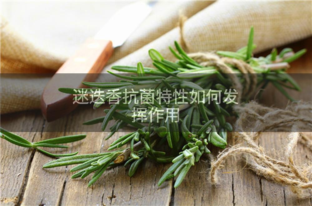 迷迭香抗菌特性如何发挥作用