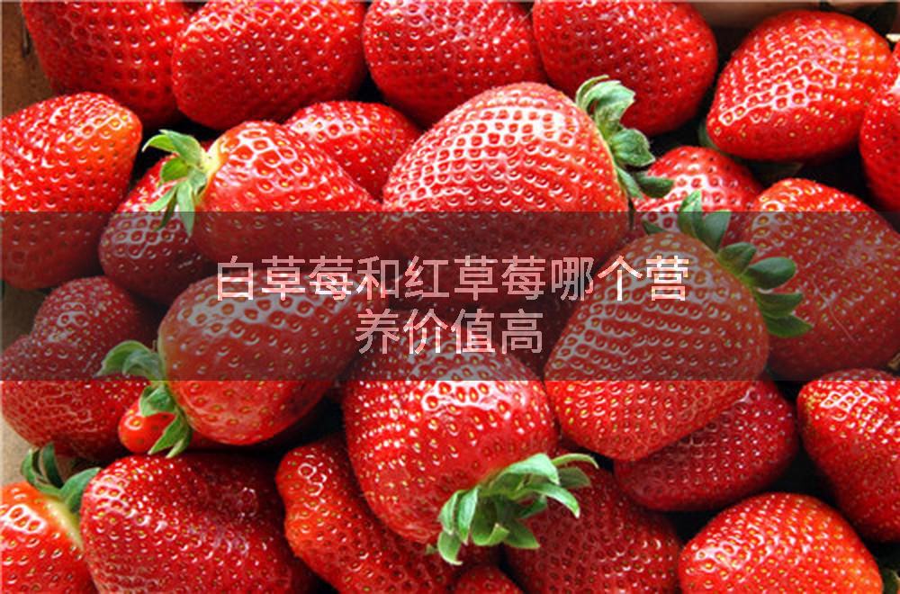 白草莓和红草莓哪个营养价值高