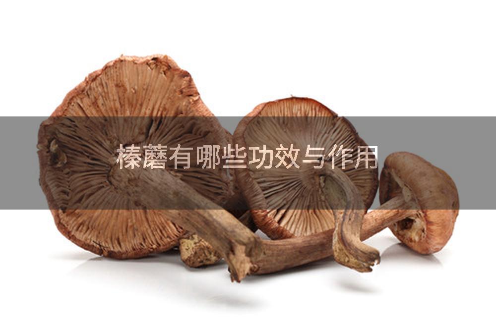 榛蘑有哪些功效与作用