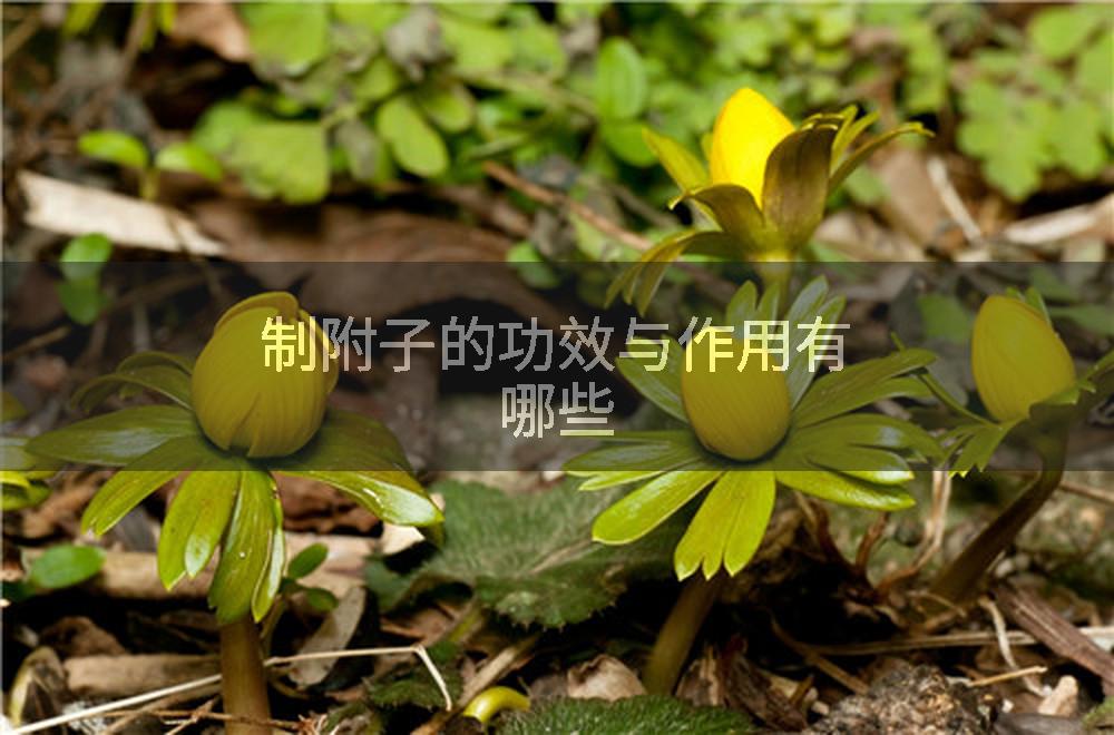 制附子的功效与作用有哪些