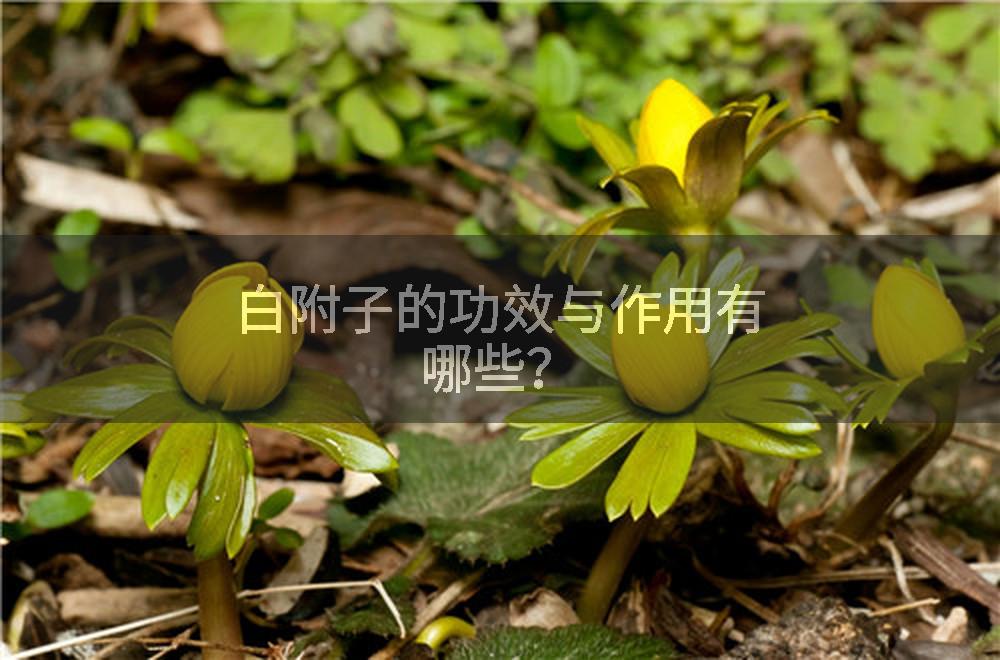 白附子的功效与作用有哪些？