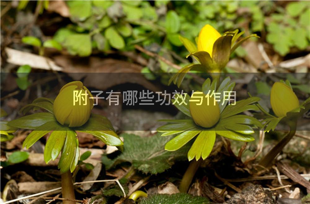 附子有哪些功效与作用