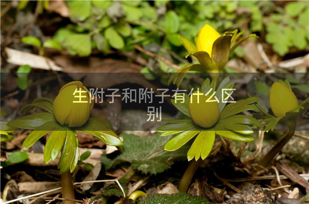 生附子和附子有什么区别