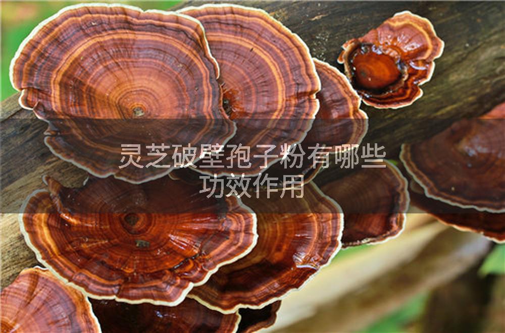 灵芝破壁孢子粉有哪些功效作用