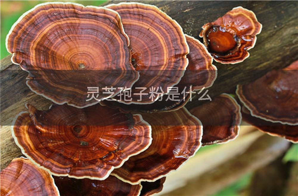灵芝孢子粉是什么