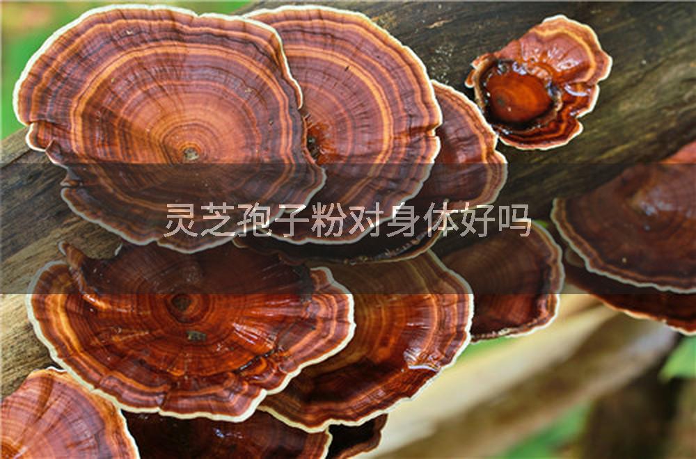 灵芝孢子粉对身体好吗