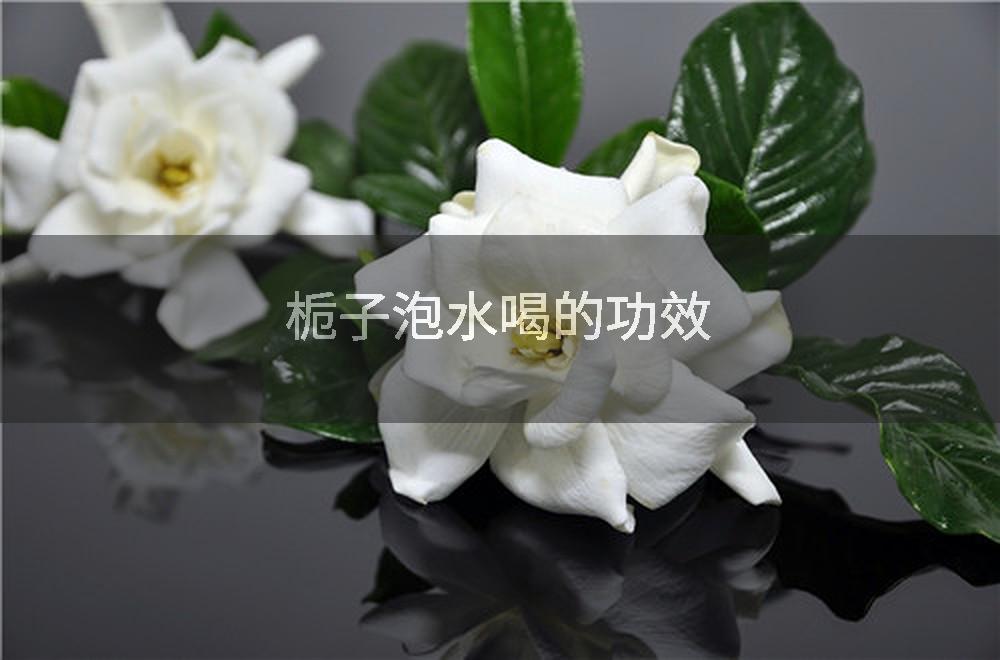 栀子泡水喝的功效