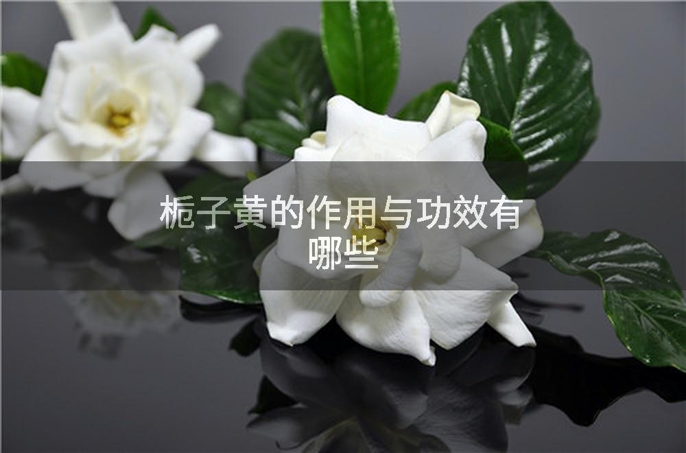 栀子黄的作用与功效有哪些