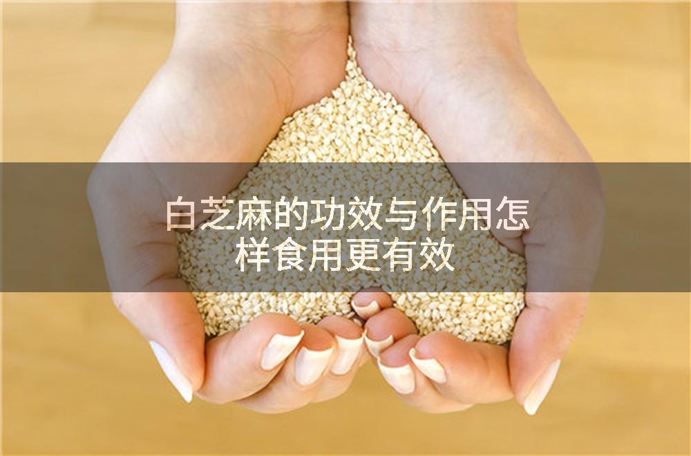 白芝麻的功效与作用怎样食用更有效