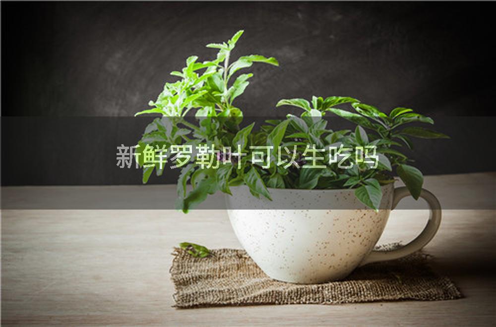 新鲜罗勒叶可以生吃吗