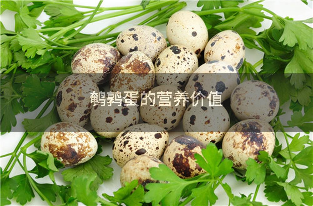 鹌鹑蛋的营养价值