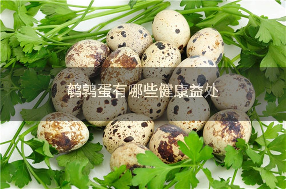 鹌鹑蛋有哪些健康益处