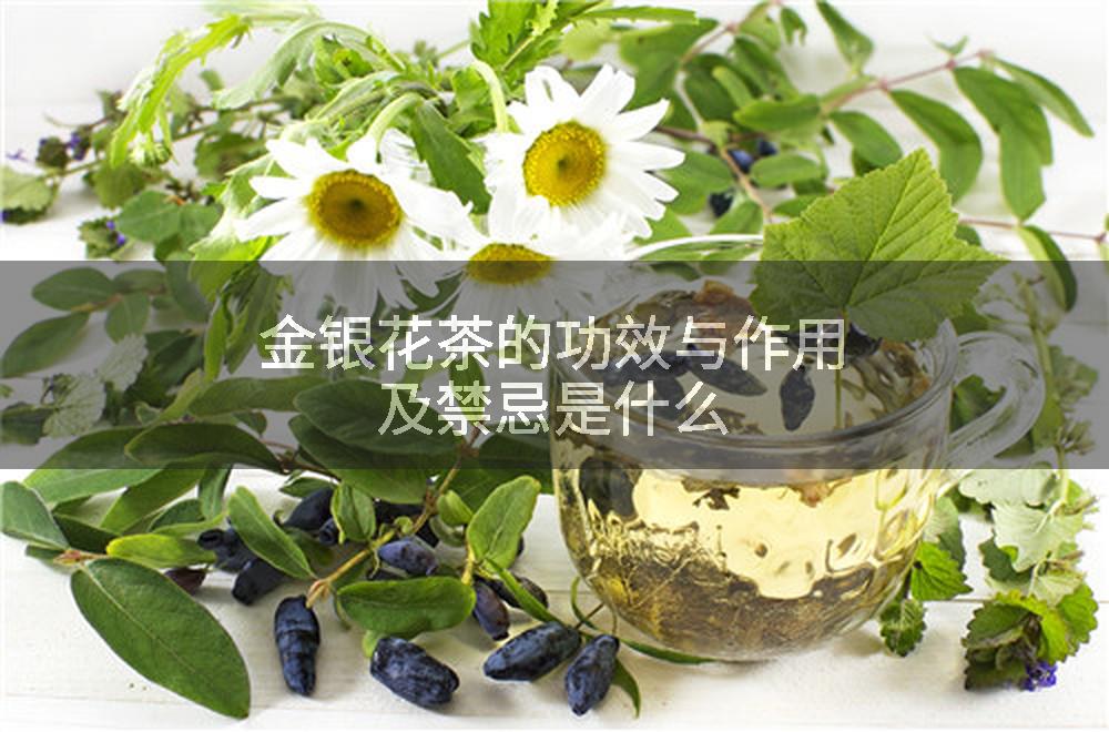 金银花茶的功效与作用及禁忌是什么