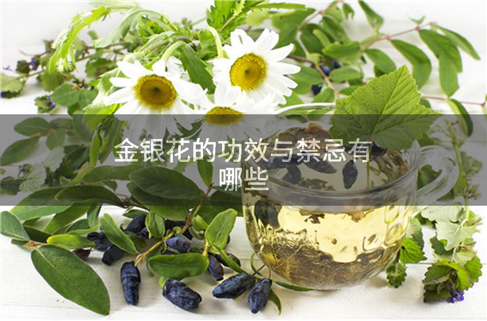 金银花的功效与禁忌有哪些
