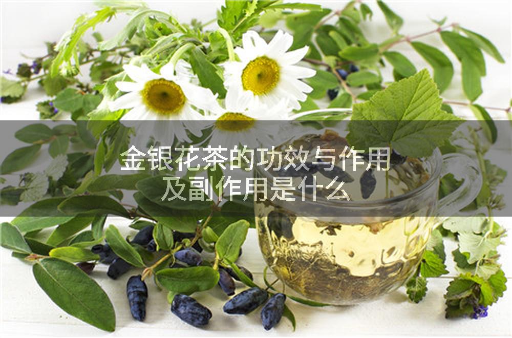 金银花茶的功效与作用及副作用是什么