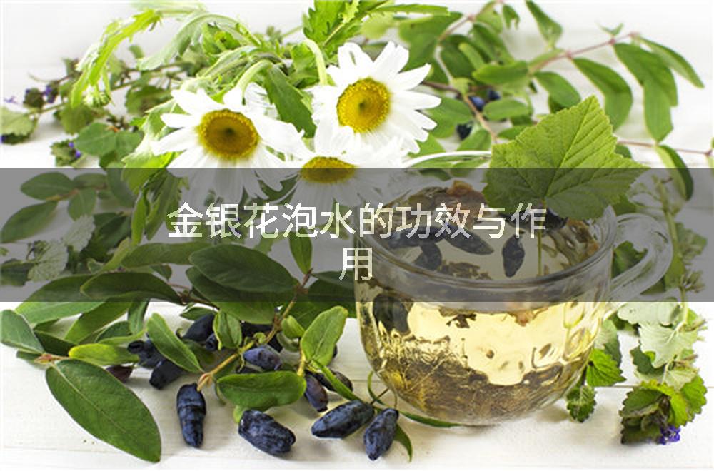 金银花泡水的功效与作用