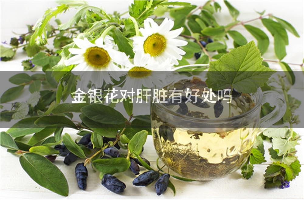 金银花对肝脏有好处吗
