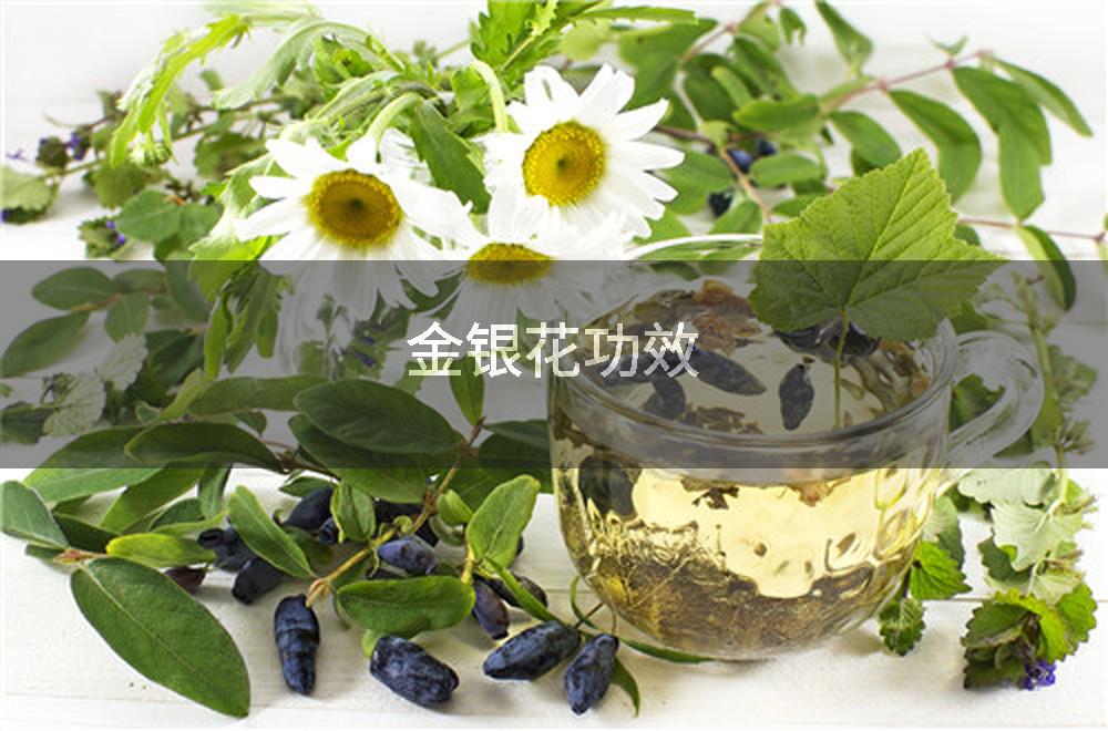 金银花功效