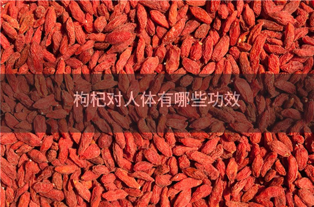 枸杞对人体有哪些功效