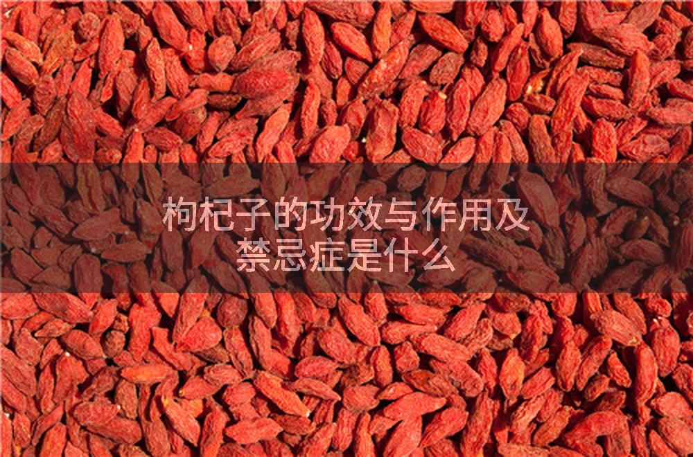 枸杞子的功效与作用及禁忌症是什么