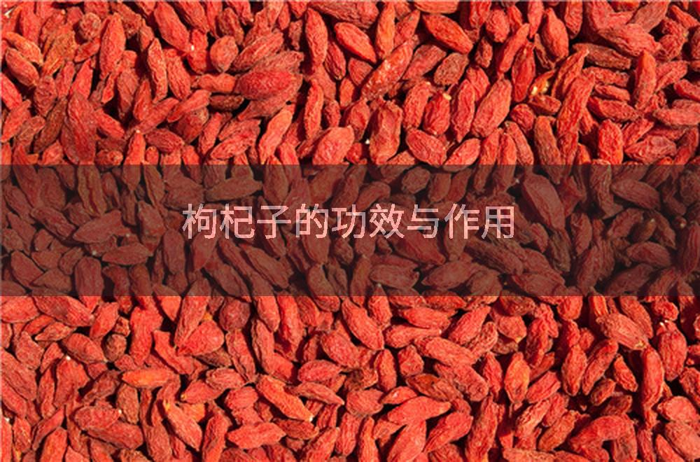 枸杞子的功效与作用