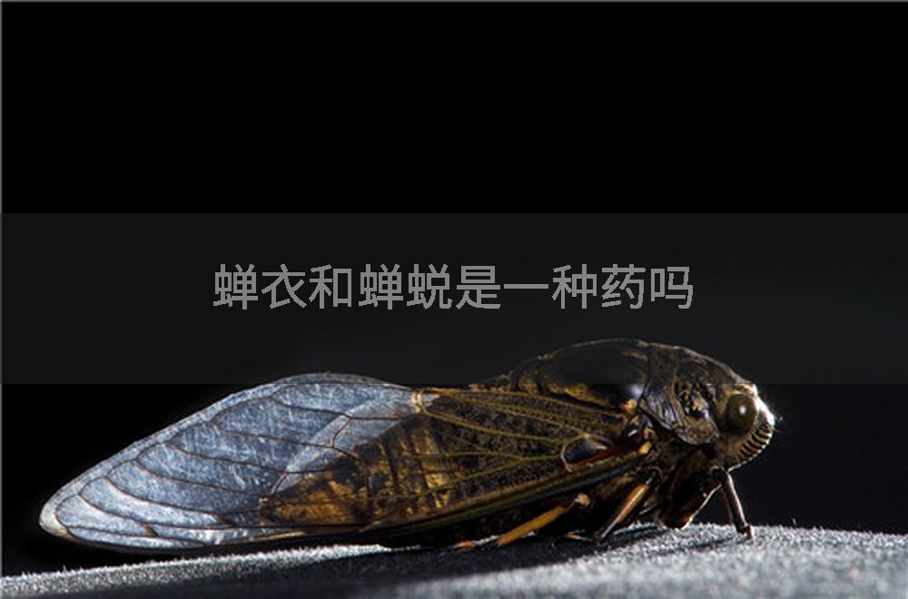 蝉衣和蝉蜕是一种药吗