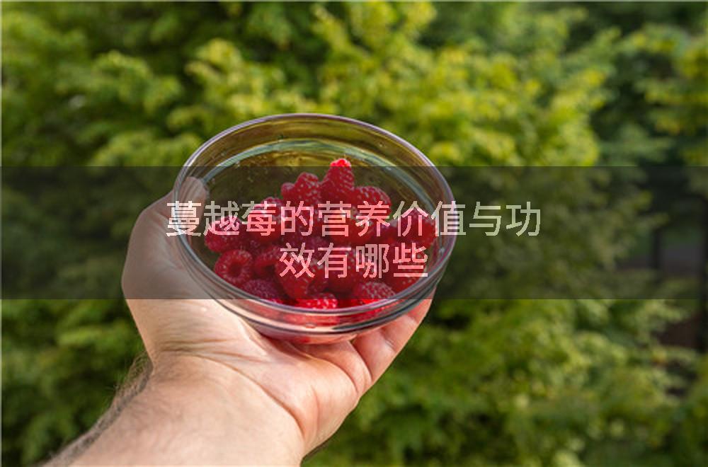 蔓越莓的营养价值与功效有哪些