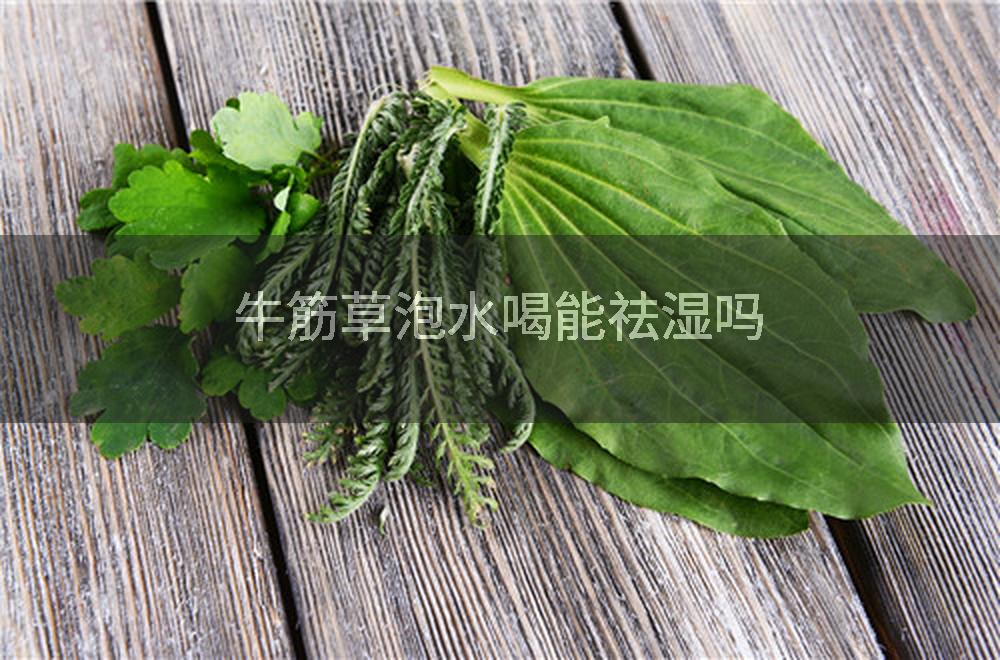 牛筋草泡水喝能祛湿吗