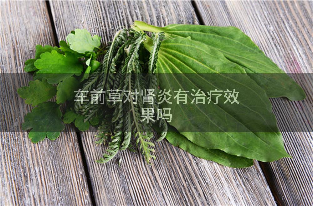 车前草对肾炎有治疗效果吗