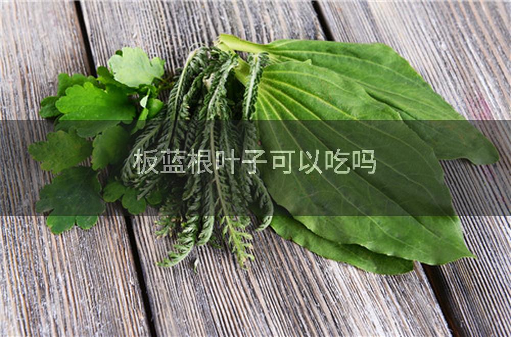 板蓝根叶子可以吃吗