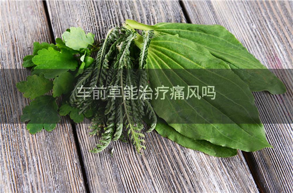 车前草能治疗痛风吗