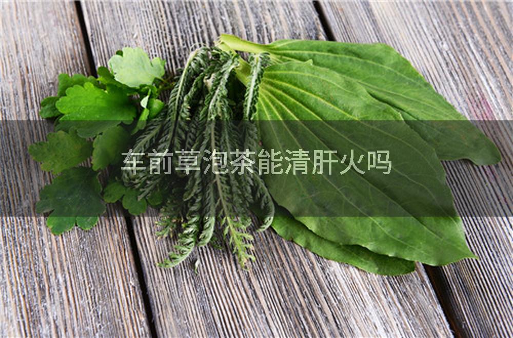 车前草泡茶能清肝火吗