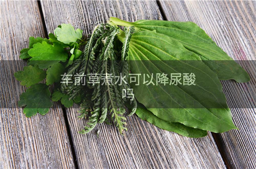 车前草煮水可以降尿酸吗