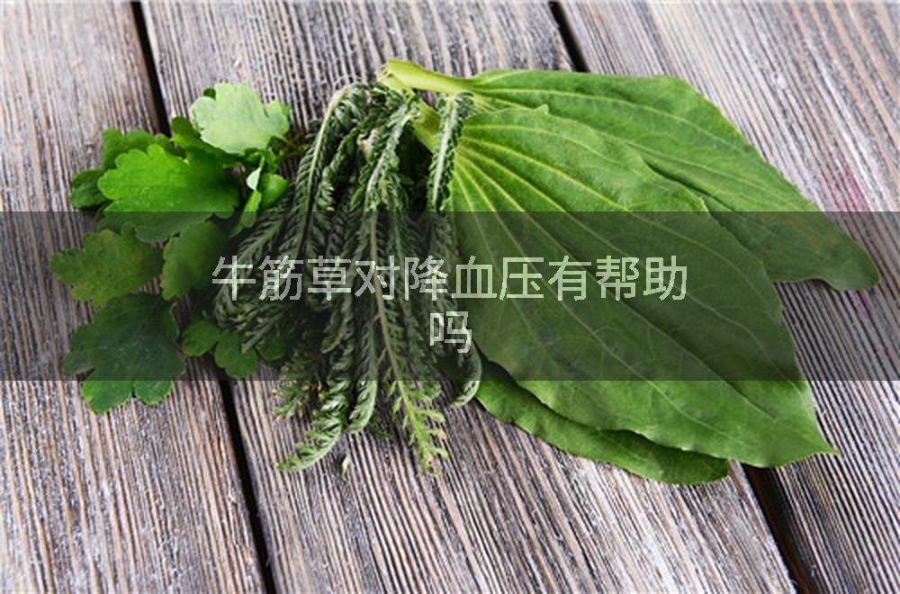 牛筋草对降血压有帮助吗